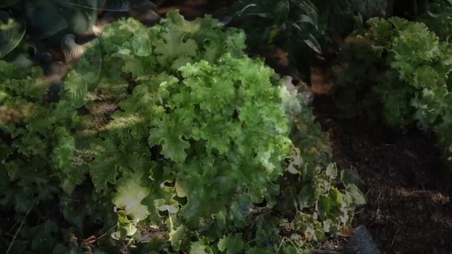 Planting Apple Twist Heuchera ??// Garden Answer смотреть онлайн
