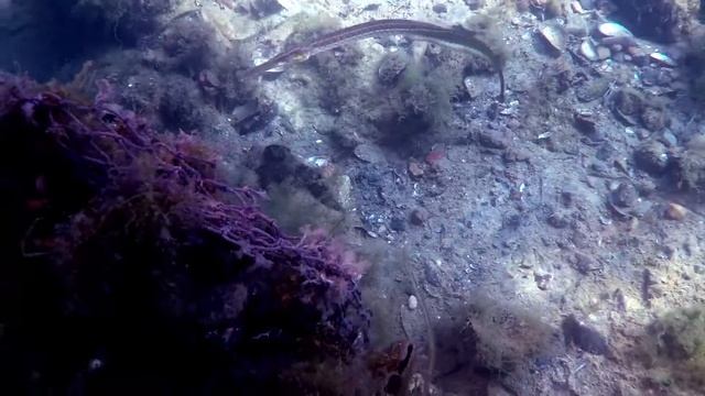 Рапана, кладка коконов