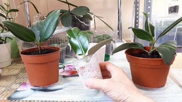 ФИКУС КАУЧКОНОСНЫЙ - как ухаживать? смотреть онлайн