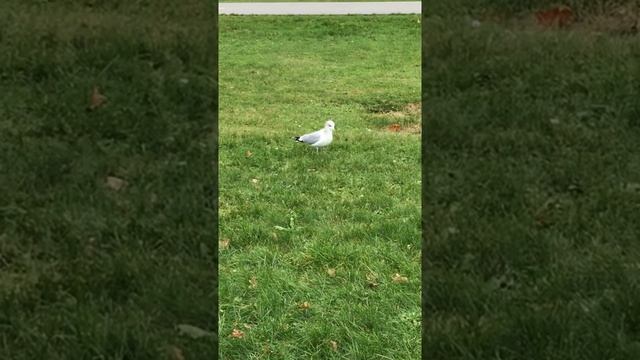 Кто знает, почему она так топчется? ? #чайка #птицы смотреть онлайн