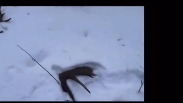 Уникальные кадры. Лось сбрасывает рога смотреть онлайн