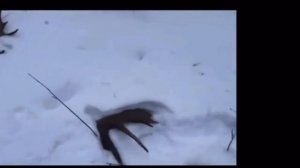 Уникальные кадры. Лось сбрасывает рога