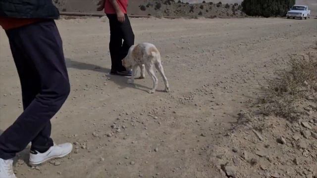 Looking for native dogs Turkmen Alabai смотреть онлайн