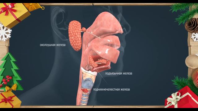 Ротовая полость . Анатомия 8 класс. Учим со снеговиком смотреть онлайн