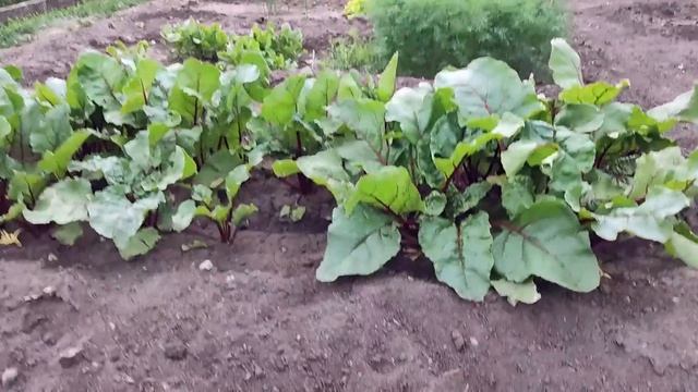 17-18.06.23г. Vlog/Про фасад дома/Дача/Ответы на вопросы и др смотреть онлайн