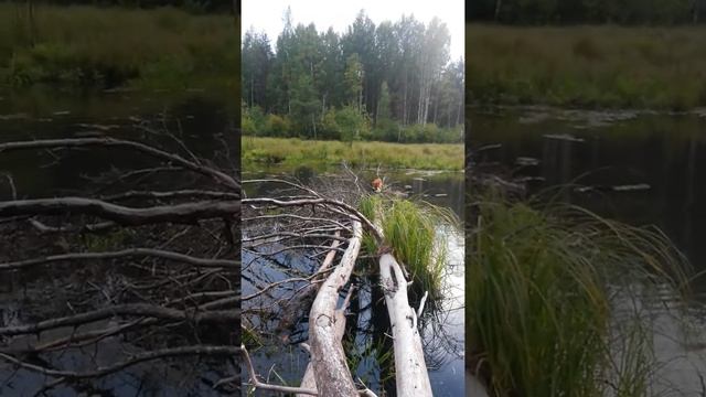 Карело финская лайка подача дичи с воды. смотреть онлайн