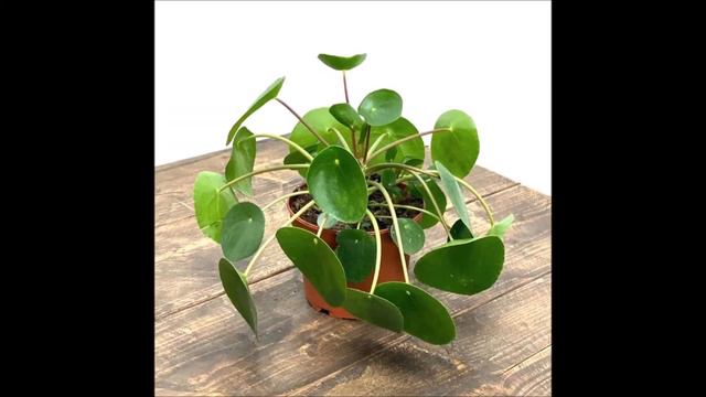 Pilea Peperomioides
