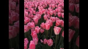 8-Martga Bayram Tabrigi. Поздравления с 8-Марта!