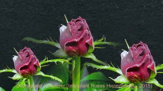 Как распускается роза Эксплорер - Explorer (Interplant Roses Нидерланды, 2015) смотреть онлайн