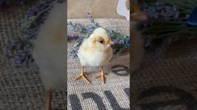 Породные куры. Цыплёнок Падуан Шамоа смотреть онлайн