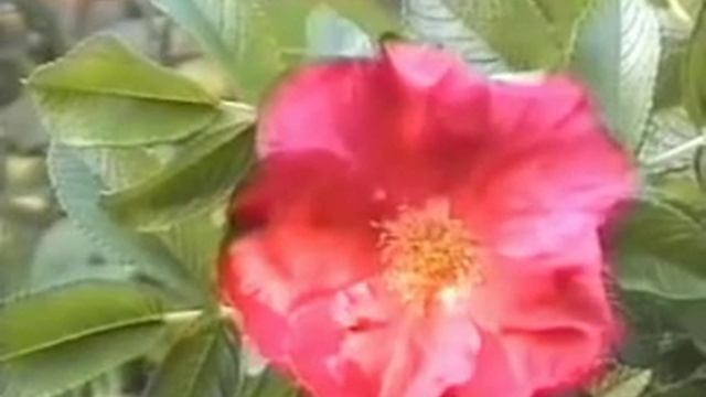 Шиповник коричный,лечебные свойства смотреть онлайн