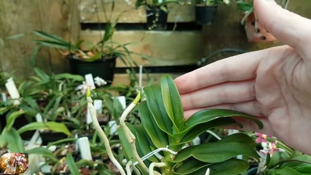 Sarcochilus - моя коллекция и уход смотреть онлайн