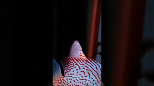 Albino Leopard Diskus