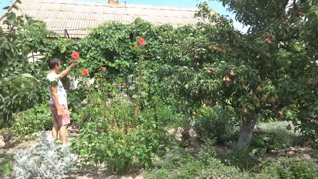 Гибискус Болотный смотреть онлайн