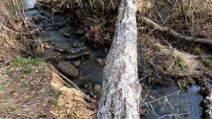 охота на медведя с лайками весной. южный урал.