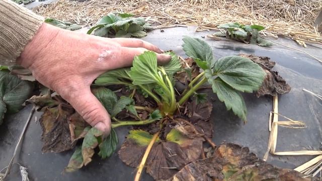 № 30 Открыл клубнику//Зимовка рассады в открытом грунте// 18 апреля 2022 г.Оренбург смотреть онлайн