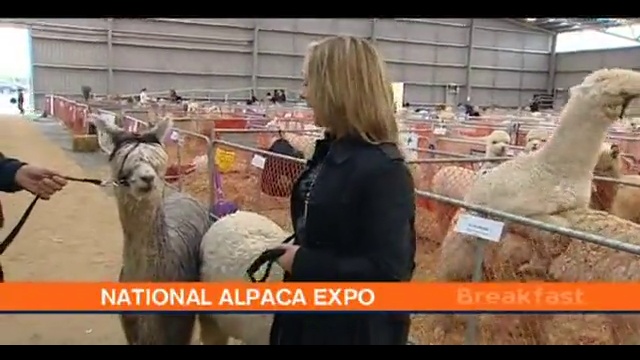 Казус в прямом эфире смотреть онлайн