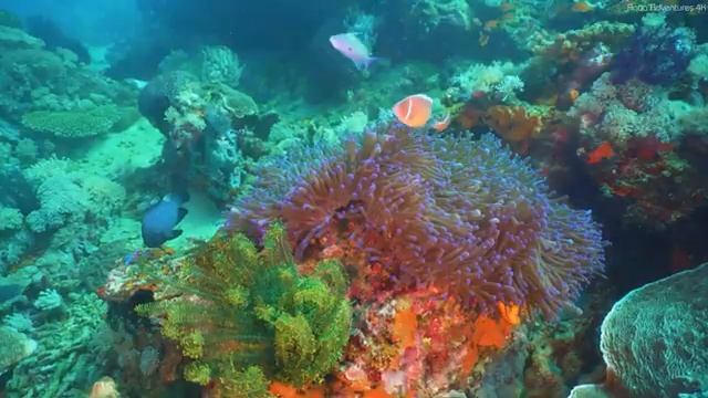The Ocean 4K - The Best 4K Wildlife Relaxation Film - Peaceful Relaxing Music - 4k Video Ultra HD