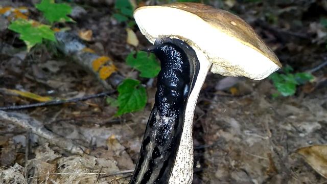 Слизняк-эндемик ест гриб. Huge slug is eating a mushroom. смотреть онлайн