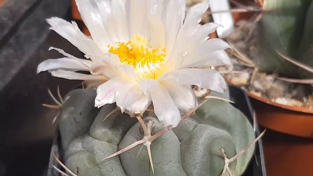 Cactus Collection Plant Tips & Care: THELOCACTUS Hexaedrophorus & CINTIA Knitzei #cacti #cactuscare