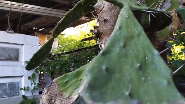 Мой сад в мае! смотреть онлайн