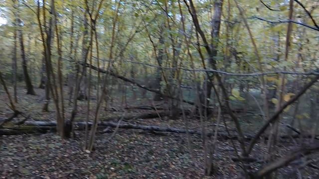 Последние дни СЕНТЯБРЯ,а грибов больше чем летом!Вот это ДА! смотреть онлайн