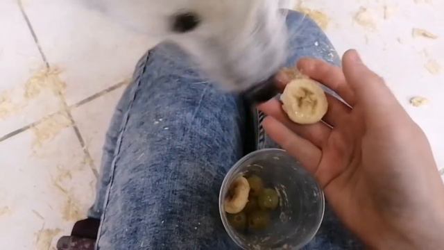 В гостях у лисы. Стоит ли завести лису?