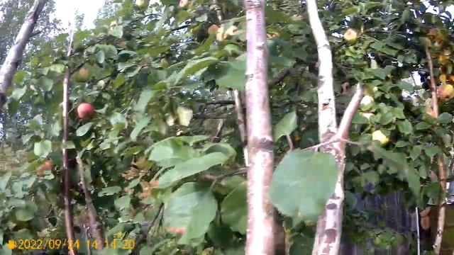 2022 Картофель-Сынок-Уника-Неизвестный смотреть онлайн