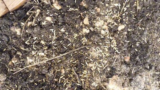 СЕЕМ СИДЕРАТЫ В МАРТЕ... смотреть онлайн