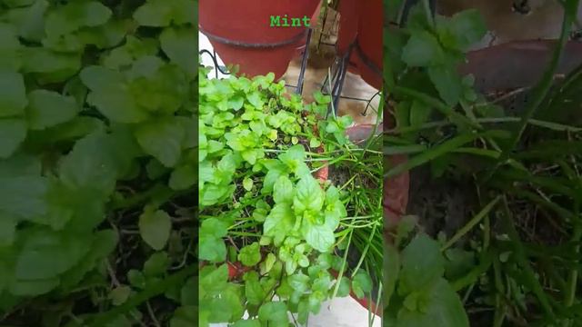 Mint 🍃☘️ | Gardening | Flora Series | Environment | Planet Earth | Save Soil | смотреть онлайн