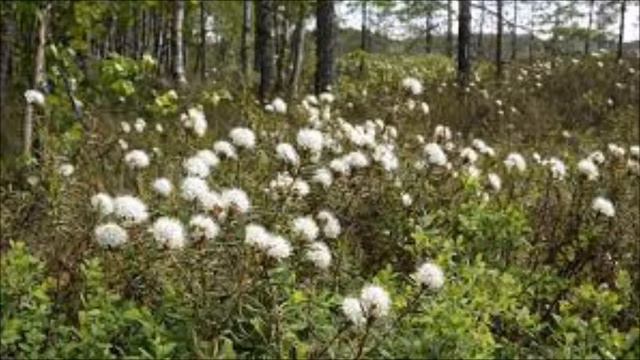 SUOPURSU смотреть онлайн