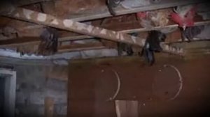 Насест для кур особенности построения в домашних условиях