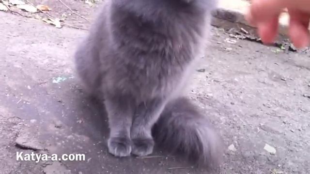 Серый Кот. Глаза... / Gray cat. eyes смотреть онлайн