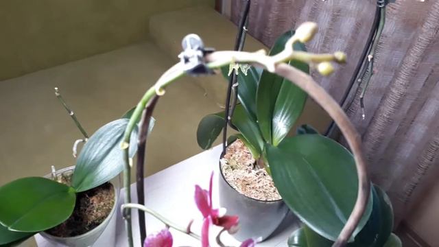 Стоит ли удалять цветоносы у орхидей! смотреть онлайн