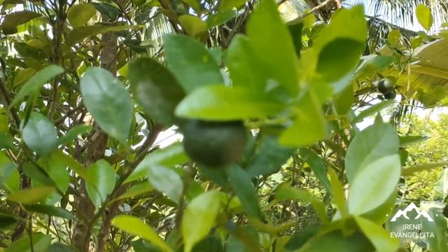 (PROPERTY # 29) PHP 227 PESOS PER SQM -FARM LOT IN LAGUNA -CLEAN TITLE - WITH VIEW OF LAGUNA DE BAY смотреть онлайн