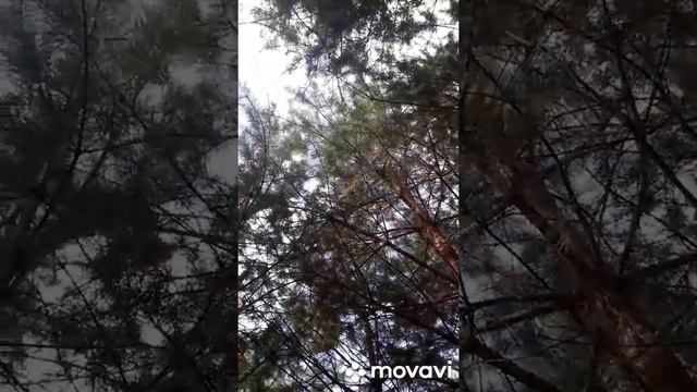 СХОДИЛИ ЗА ГРИБАМИ/ПРОГУЛКА ПО ЛЕСУ/ЗАПАСАЕМСЯ НА ЗИМУ