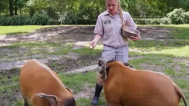 КАБАНЫ - самые опасные и милые животные смотреть онлайн