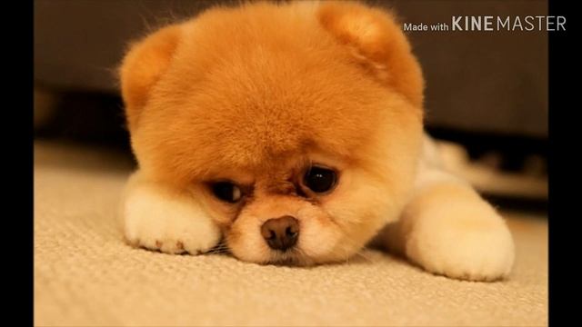 Как умерла Бу самая красивая собака в мире смотреть онлайн