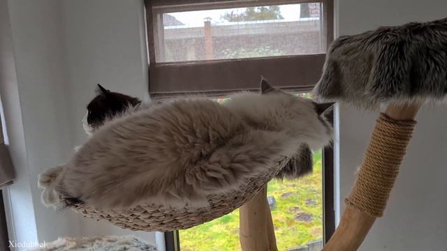 Cat Logic ? смотреть онлайн