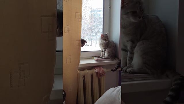 Любят сидеть на подоконнике смотреть онлайн