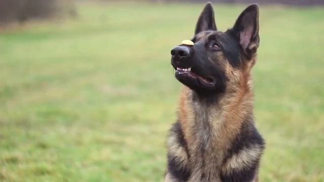 НЕМЕЦКАЯ ОВЧАРКА|ВЫПОЛНЕНИЕ КОМАНД НА ОТЛИЧНО смотреть онлайн