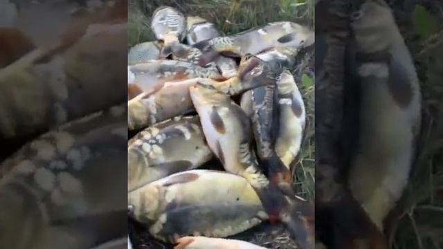 Рыбалка на Зеленёвском малом пруду №2 Аннинского района Воронежской области смотреть онлайн