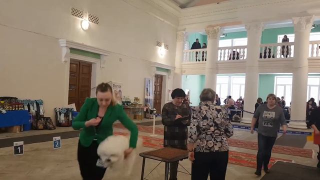 САС в Туле 17.03.2019 г. Бишон фризе СЁМА , 17 мес. смотреть онлайн