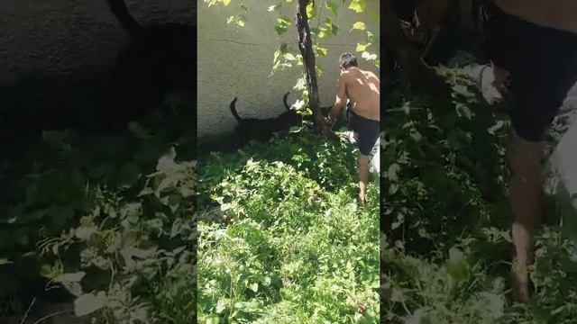 канат игра собаки смотреть онлайн