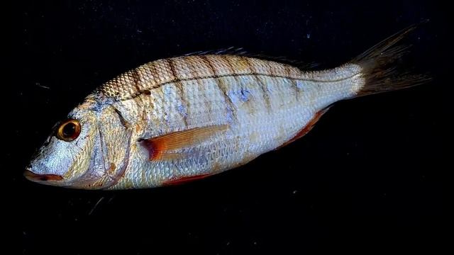 سمكة المرمار смотреть онлайн