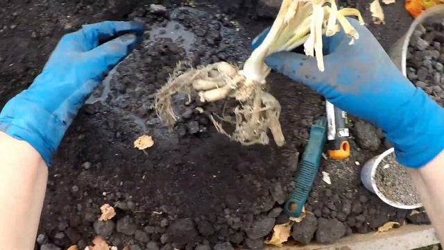 Сажаю лилейники. Осень 2022 смотреть онлайн