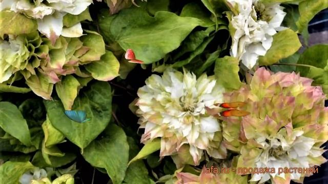 Клематис крупноцветковый Мидори (clematis Midori) ? обзор: как сажать, саженцы клематиса Мидори