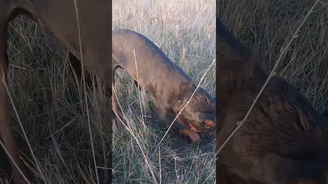 Ротвейлер на прогулке смотреть онлайн
