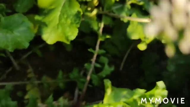 #садогород#овощи#семенаовощей#урожай2021 Дайкон пурпурный самурай/урожай 2021 смотреть онлайн