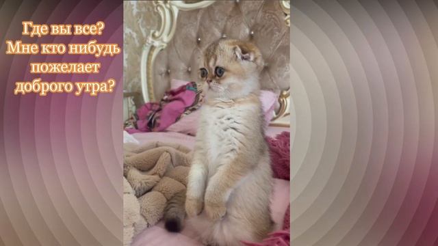 Где вы все?.. смотреть онлайн